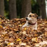 Parks In Belgrade - white and brown short coated dog on brown leaves