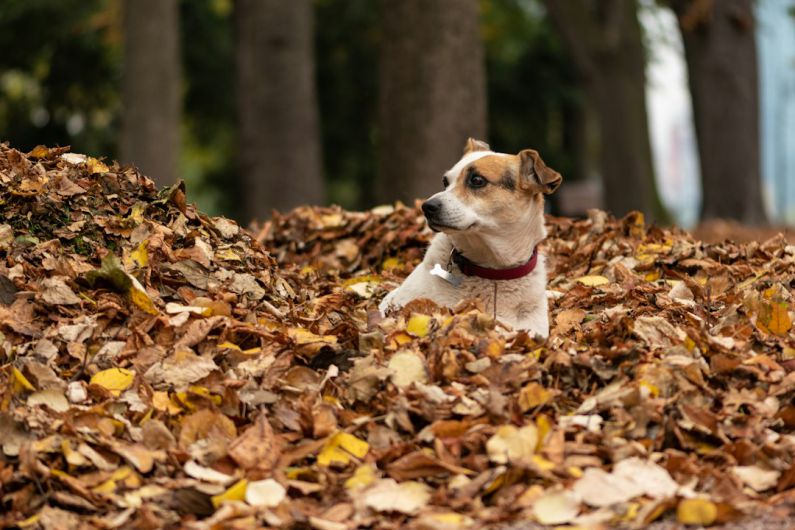 Parks In Belgrade - white and brown short coated dog on brown leaves