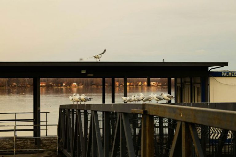 Danube River Belgrade - a flock of birds sitting on top of a pier