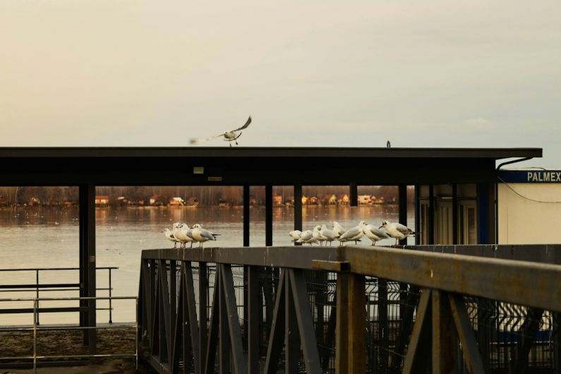 Danube River Belgrade - a flock of birds sitting on top of a pier