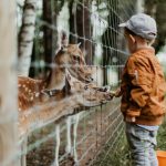 Belgrade Zoo - boy feeding a animal during daytime