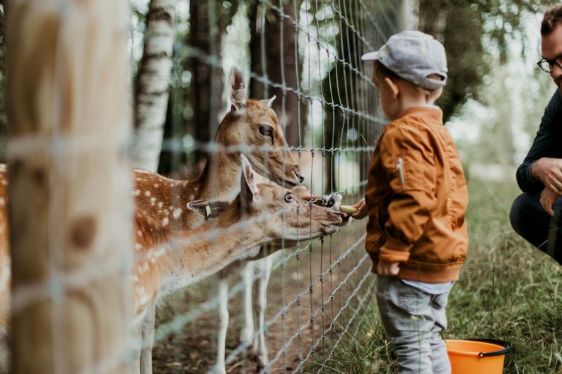 Belgrade Zoo - boy feeding a animal during daytime