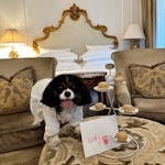 Spaniel in a cozy hotel room